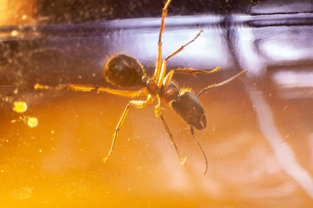 Yellow crazy ants swarming over a tree trunk or forest floor in a tropical environment

