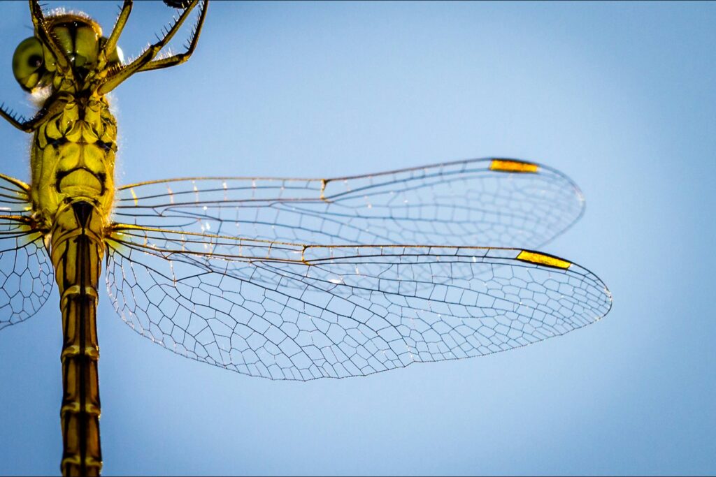 Diagram showing ideal bilateral wing symmetry in a flying insect