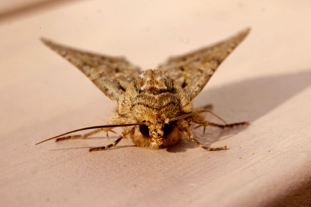 A spongy moth (Lymantria dispar) caterpillar crawling on a tree trunk