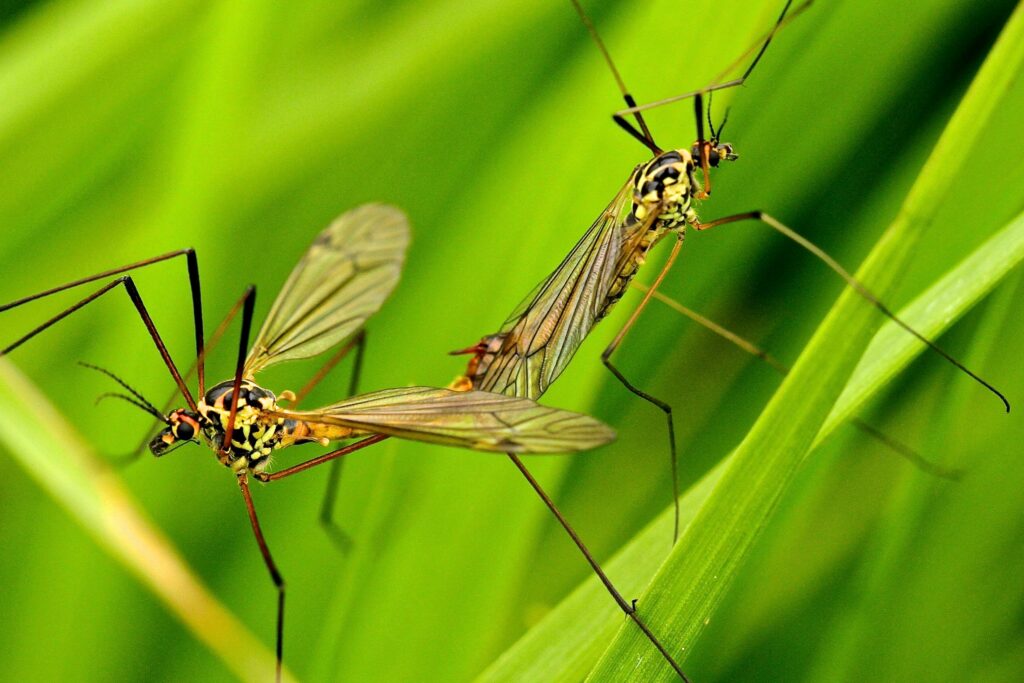 Representatives from multiple countries working on mosquito control programs together

