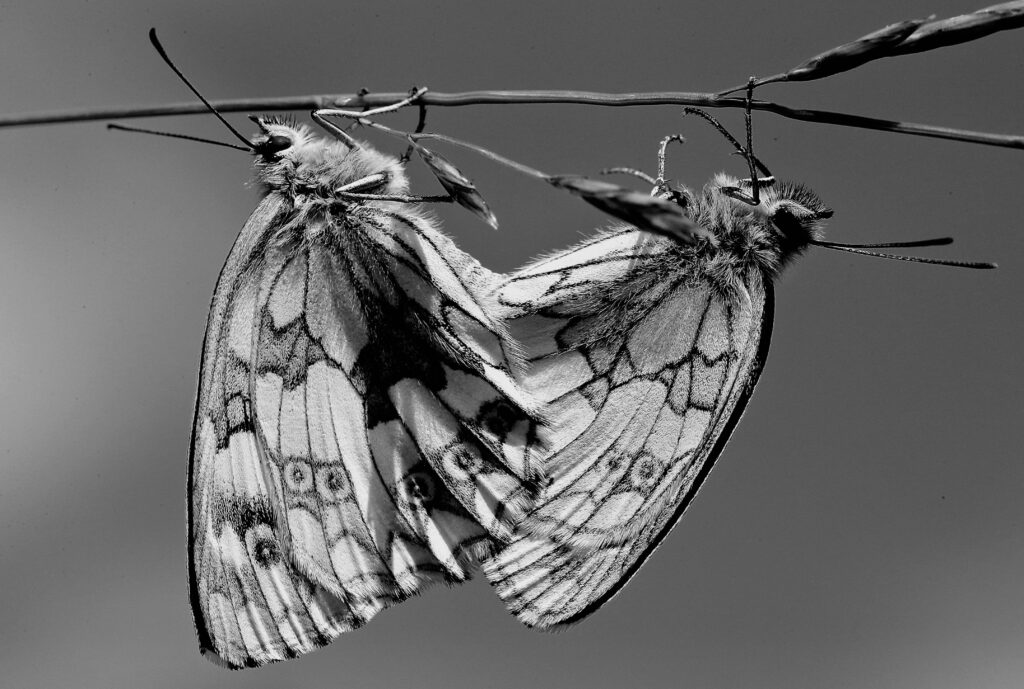 Side-by-side comparison of symmetrical and asymmetrical insect wings on a diagram