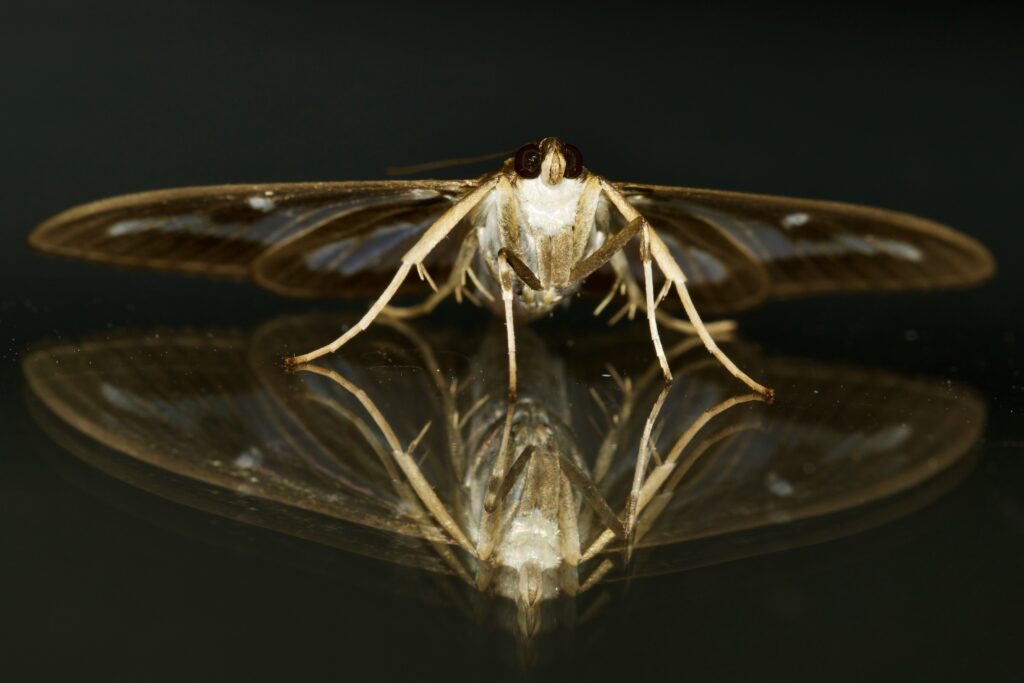 Scientific illustration showing airflow over symmetrical insect wings