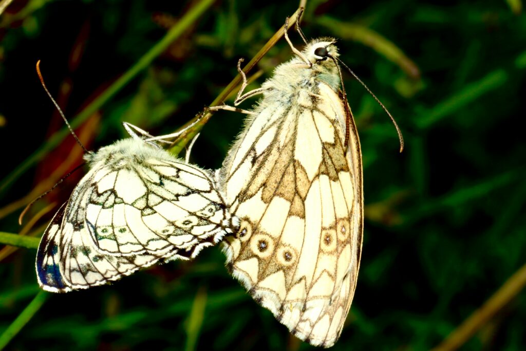 Two insects displaying wings, one more symmetrical, attracting a mate