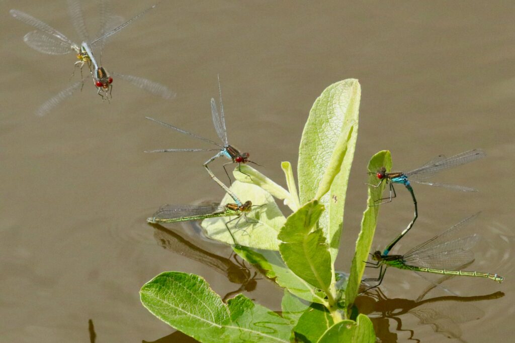 Swarm of mayflies laying eggs en masse on the surface of a river or lake