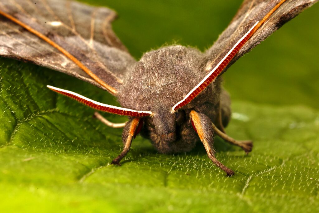 Close-up of a moth’s compound eye adapted for low-light vision