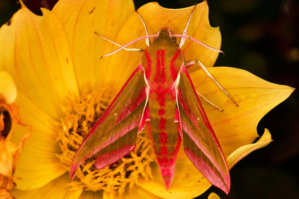 Moth pollinating a night-blooming flower in moonlight

