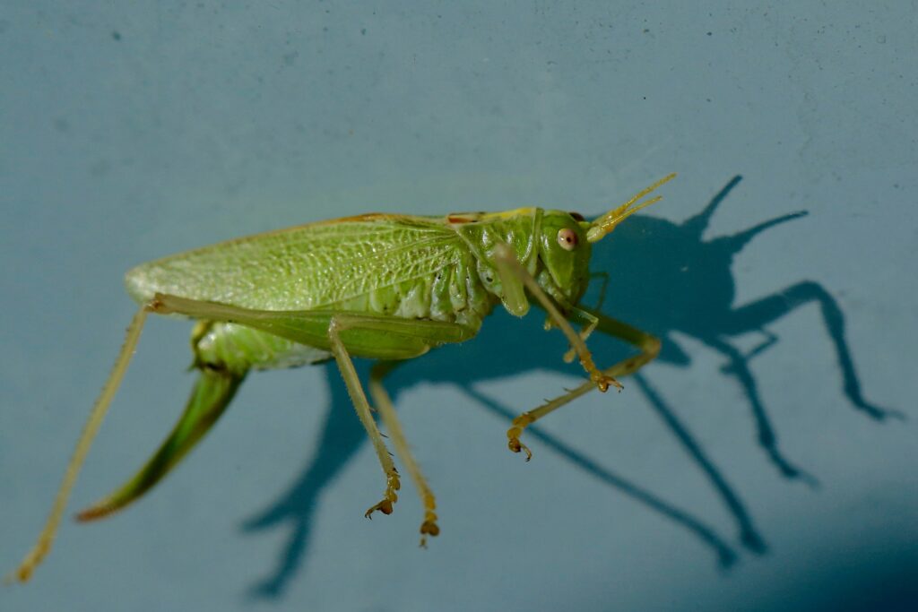 Jiminy Cricket in top hat, representing anthropomorphic cricket with human traits