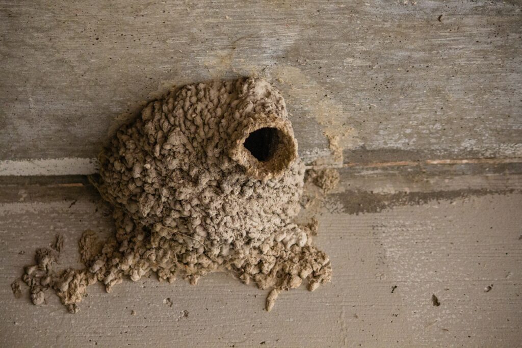 Diagram showing human concrete and steel vs. ant use of soil, saliva, and sand