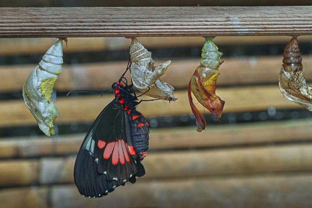 Close-up image of caterpillar, chrysalis, and adult butterfly stages