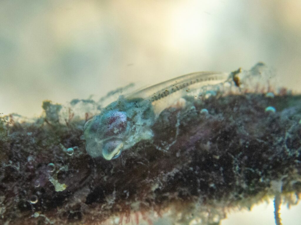 Aquatic insect larvae drifting in water, showing their role in marine food chains