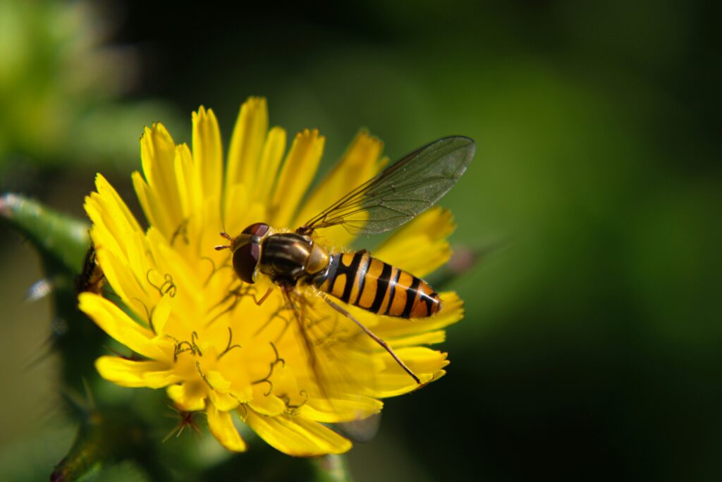 Ancient artwork depicting a bee with a halo or divine aura

