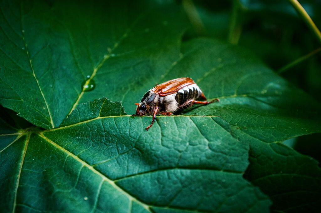 Infographic showing insects producing fewer greenhouse gases and using less water than livestock