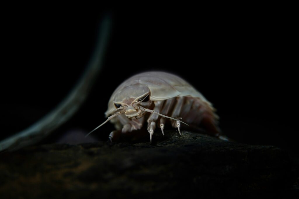 Cockroach with visible neural implants used for electricity studies