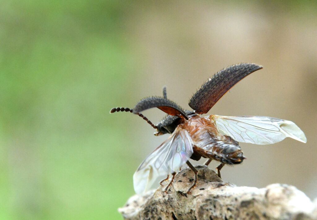 A vibrant spotted lanternfly on tree bark, symbolizing the ecological threat posed by invasive insects