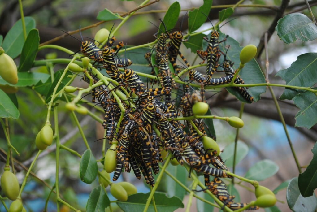 Multiple male cicadas clustered on a tree, emitting loud mating calls in unison