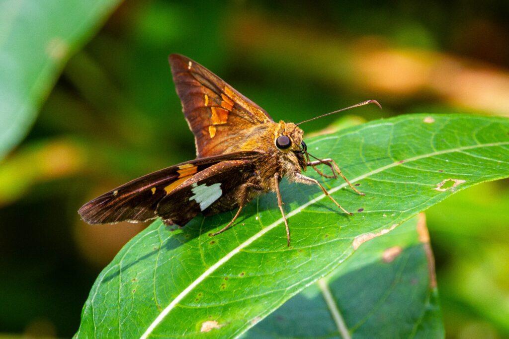 Entomologist classifying insects by wing shapes and symmetry