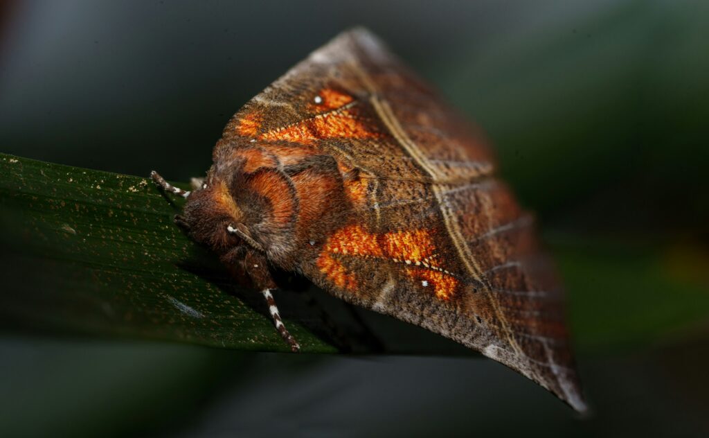 Stylized depiction of the Mothman with glowing red eyes in a dark forest