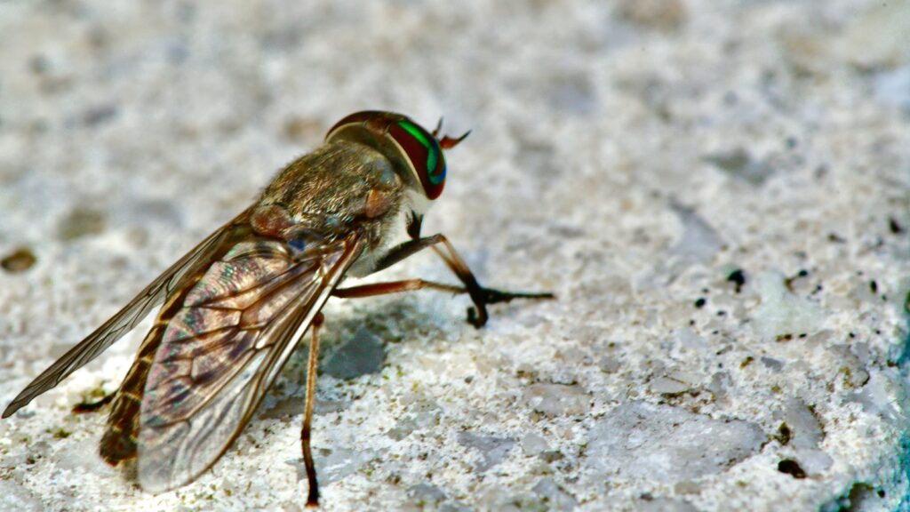  Timeline showing altered insect development stages due to climate shifts