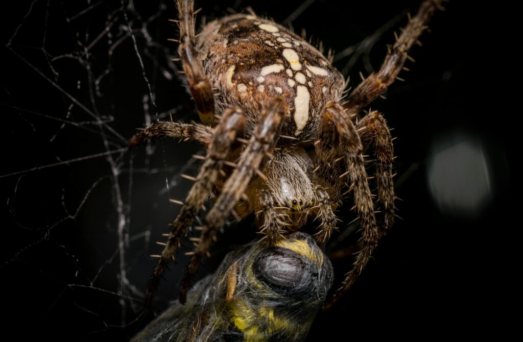 Close-up of spider legs with sensory hairs highlighted