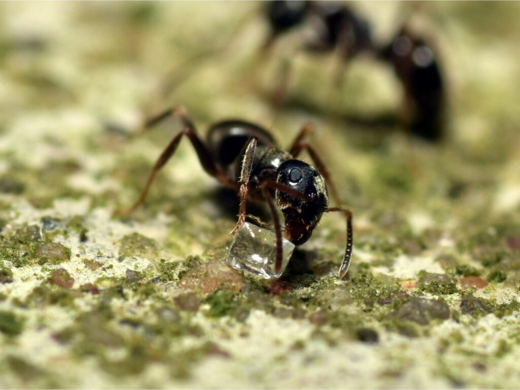 Tawny crazy ants feeding on sugary substance on kitchen counter