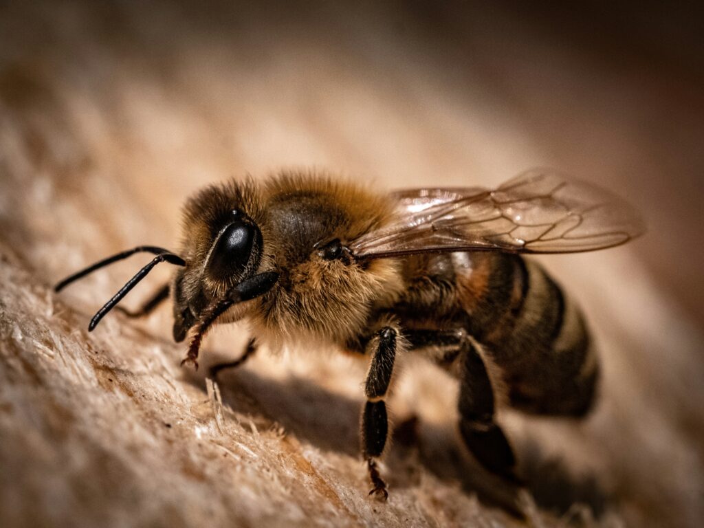 A Mojave poppy bee collecting pollen from a bright yellow desert poppy flower in arid surroundings