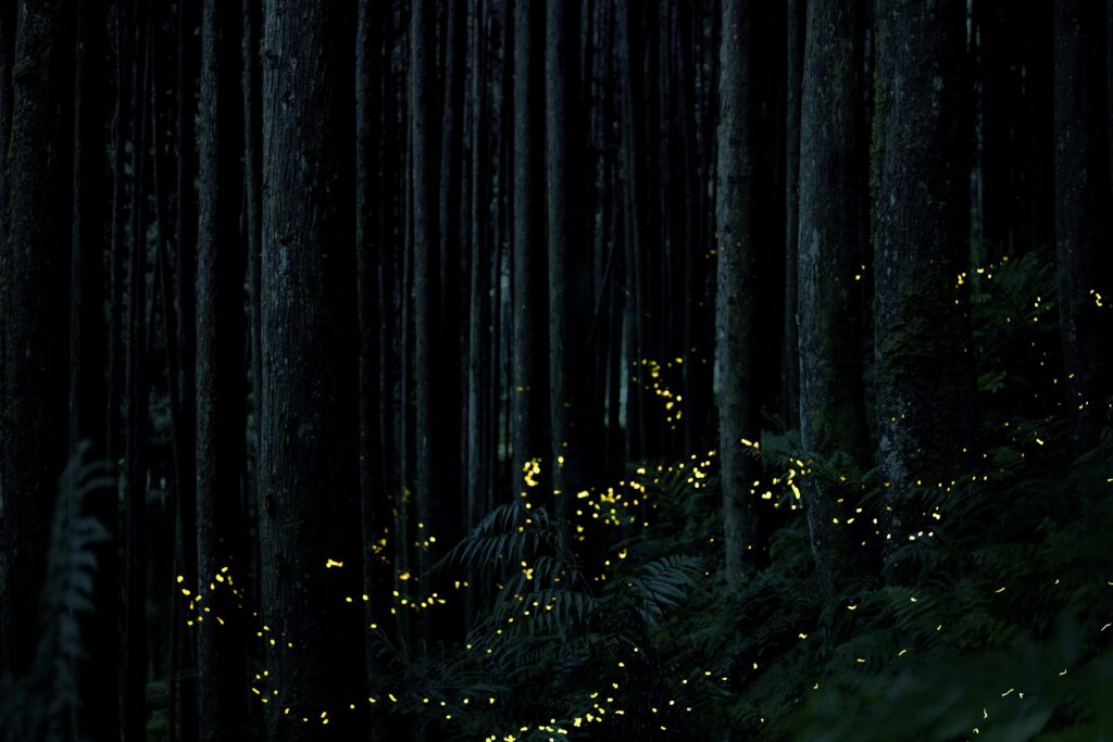 Cultural celebrations featuring glowing firefly lanterns or fireflies in traditional clothing patterns