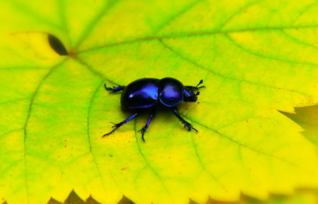 A California glowworm glowing softly among fallen redwood leaves in a dark forest