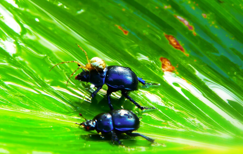 Diagram or image of insect eggs and larvae aboard the ISS or a laboratory module