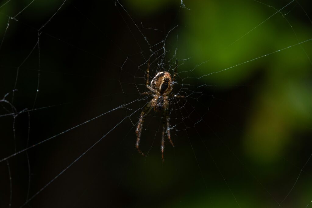Spider adapted to dark cave life showing evolutionary traits