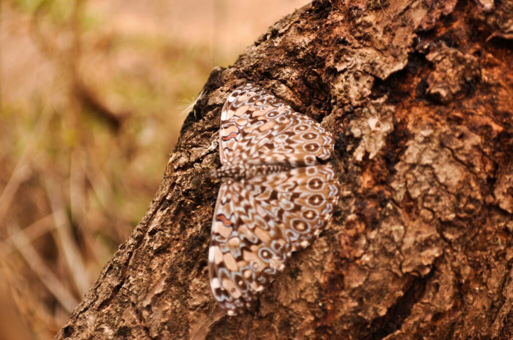 Forest with defoliated trees due to spongy moth infestation

