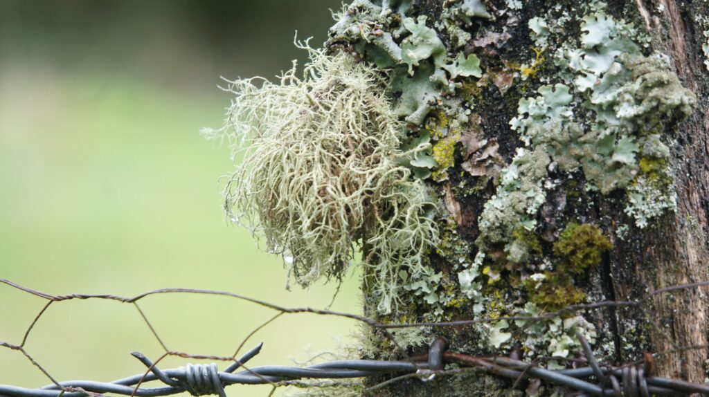 Hemlock branch infested with woolly adelgids under magnification