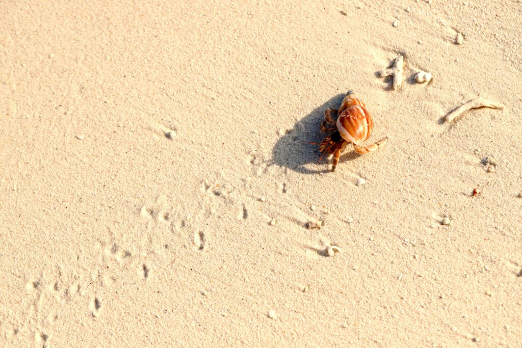 Close-up of insect trail patterns in dirt or sand