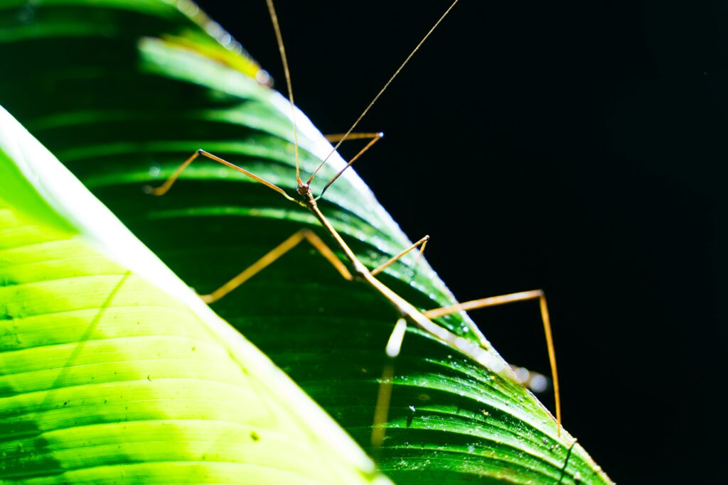A close-up of a female stick insect reproducing asexually without a mate, shown on a leaf in daylight