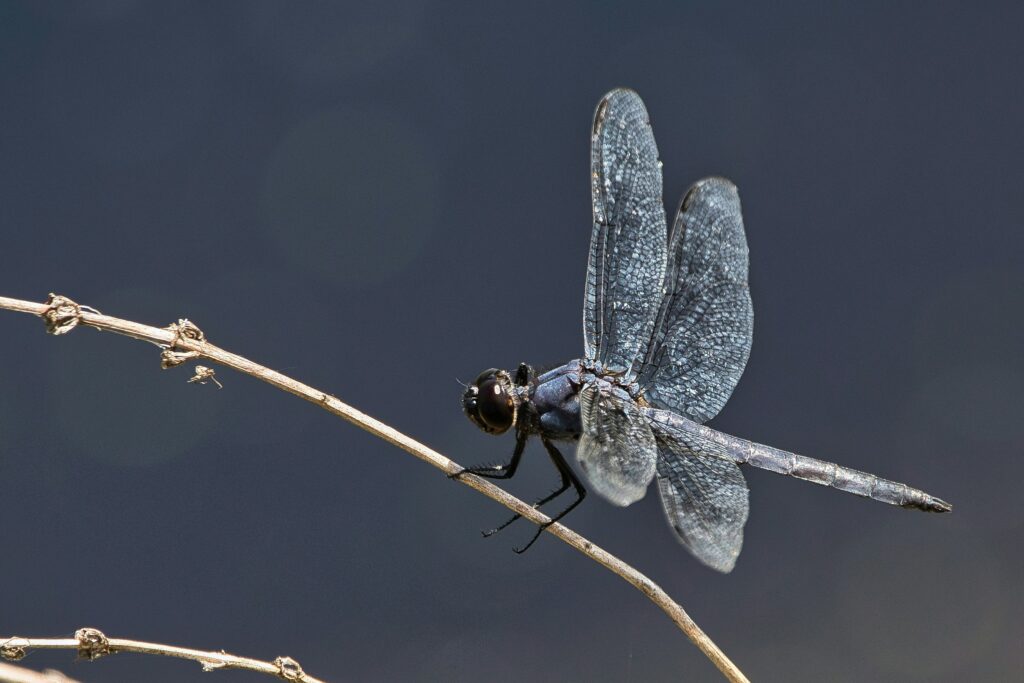 Flying insect (like a bee or dragonfly) in motion, showing energy-intensive wing movement