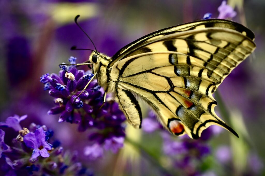 Glowing butterfly surrounded by mystical symbols representing transformation

