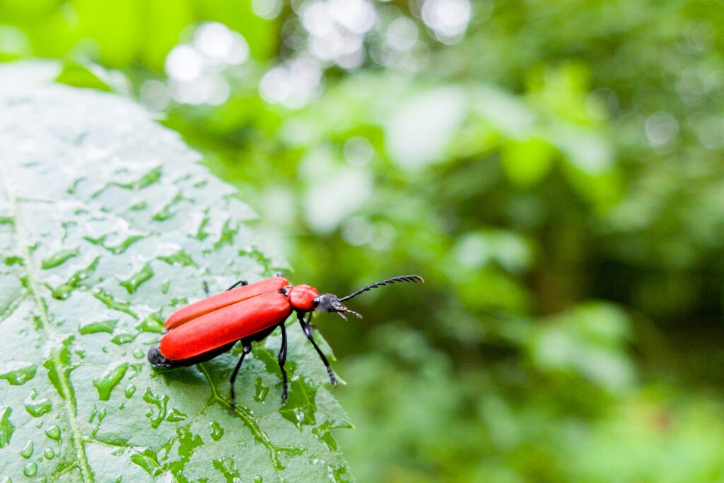 Insect in natural habitat equipped with a small sensor for environmental tracking