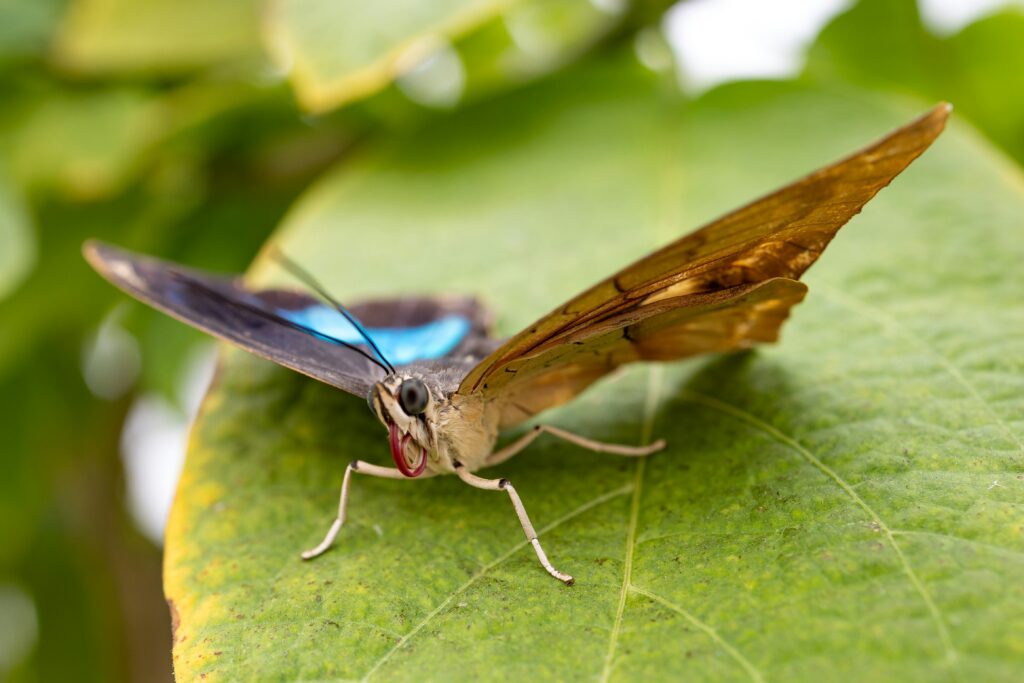 Insect flying with evenly shaped wings over a natural landscape