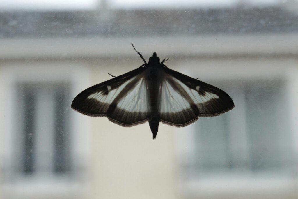 Insect near a window at night with city lights outside