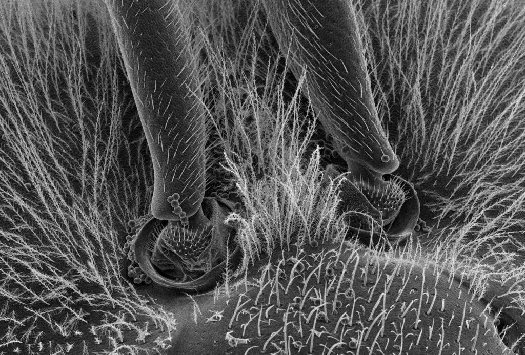 Comparative chart of insect tracheae vs. worm and mollusk breathing systems