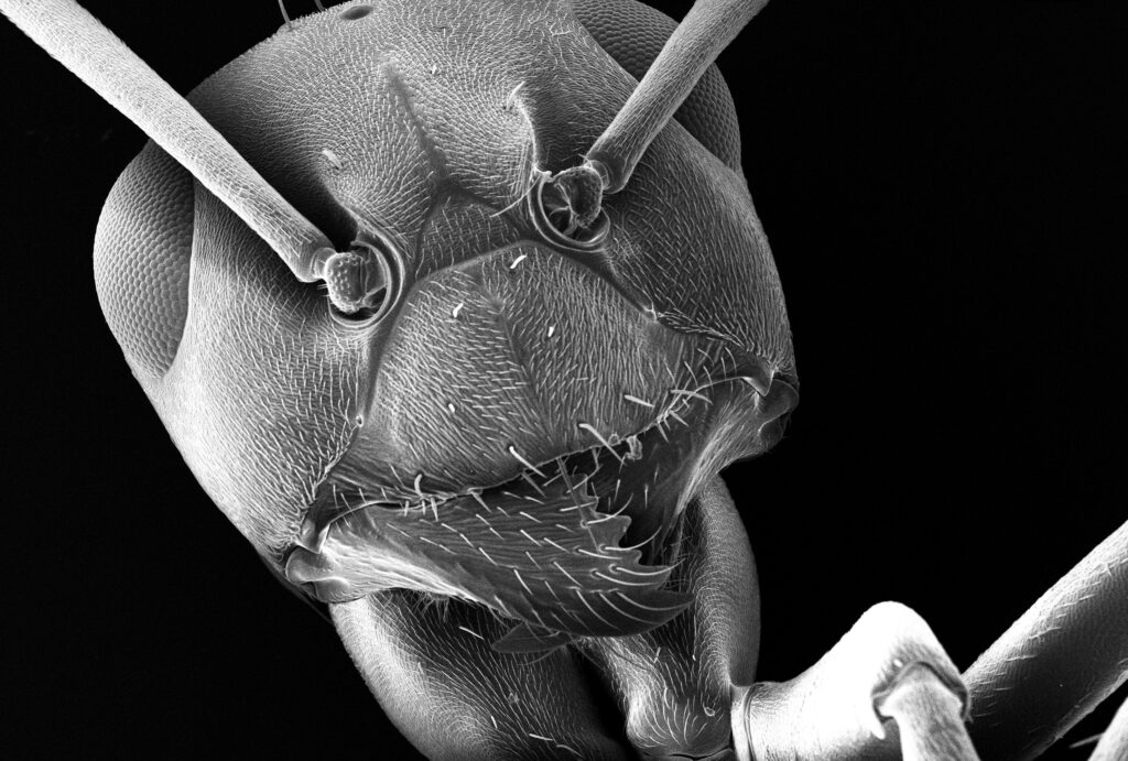 Side-by-side comparison of actively pumping vs. passive breathing in insects
