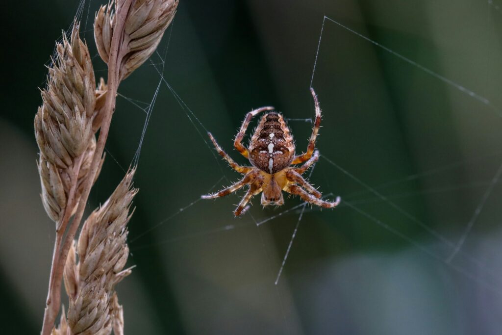Scientist examining spider specimen in a lab or cave
