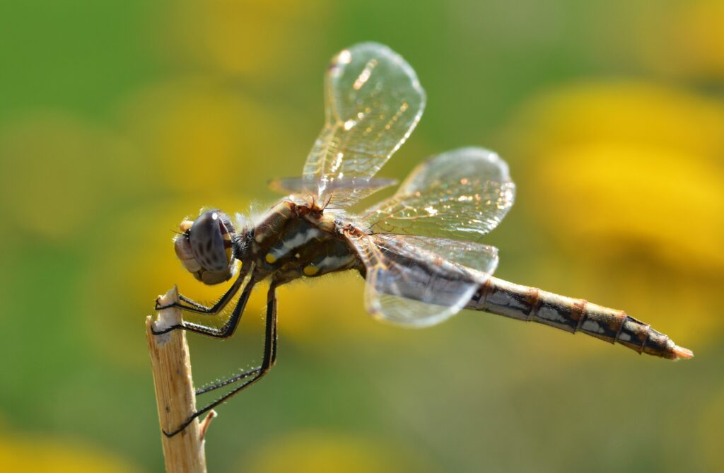 A close-up of a dragonfly resting