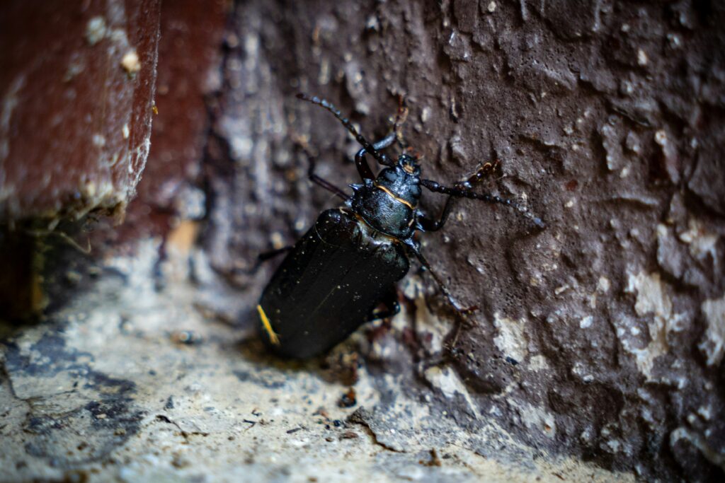 Close-up of tree bark damaged by invasive wood-boring beetles in a North American forest.