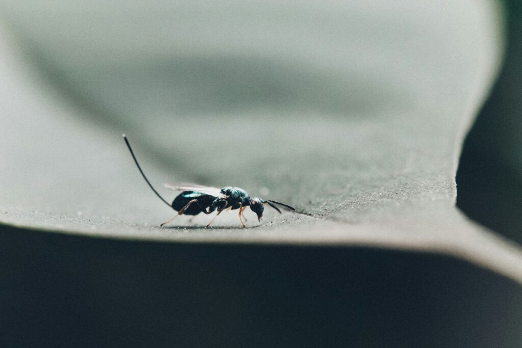Asian needle ant crawling along a piece of wood or stone in a temperate forested area

