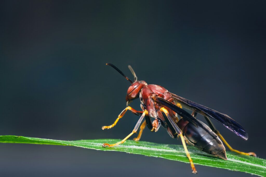 The Wasp flying with translucent wings, ready to shoot energy stingers