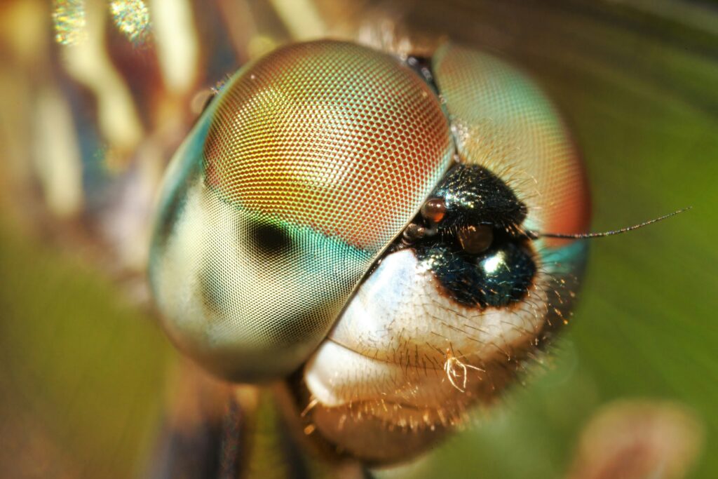 Close-up of an insect's compound eyes