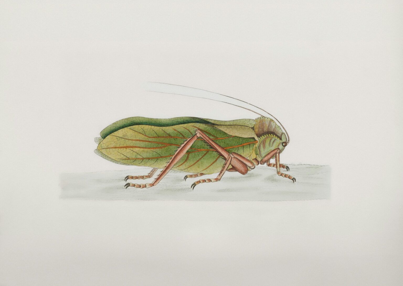 Mothman Scarabs and Spider Gods The Role of Insects in Myth and ...