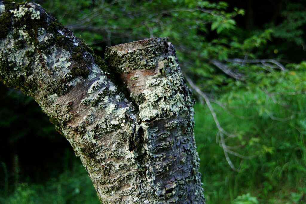 Row of dead elm trees along a suburban street
