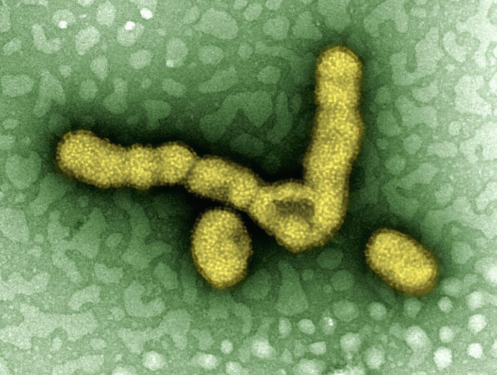 3D rendering of bacteriophage virus attacking a bacterial cell