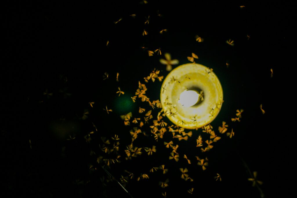 Background noise affecting insect mating calls and acoustic behavior